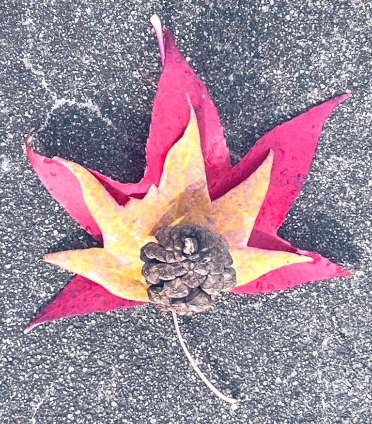 어쩐지 익숙한 낙엽.jpg_1.jpg