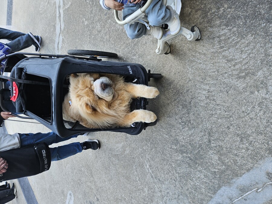 지스타)되게 순해 보이는 고양이_1.jpg