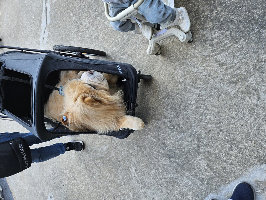 지스타)되게 순해 보이는 고양이_2.jpg