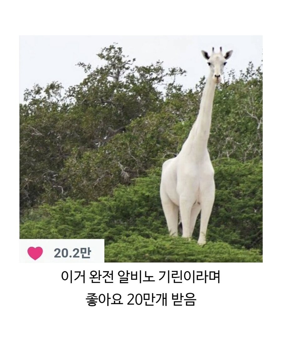 한국 미의 기준이라고 20만 좋아요 받은 해외트윗.jpg_2.jpg