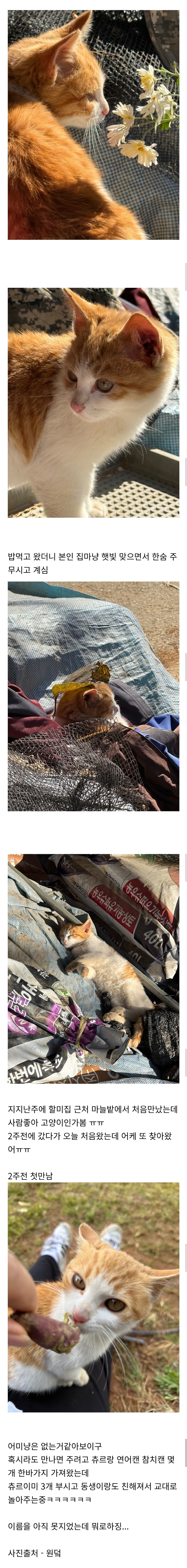 할머니집에서 김장하는데 찾아온 귀요미.jpg_2.jpg