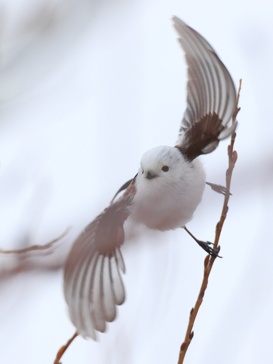 칼춤을 추는 흉폭한 맹수.jpg_1.jpg