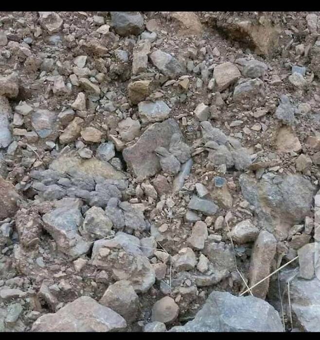 숨은 새 찾기_1.jpg