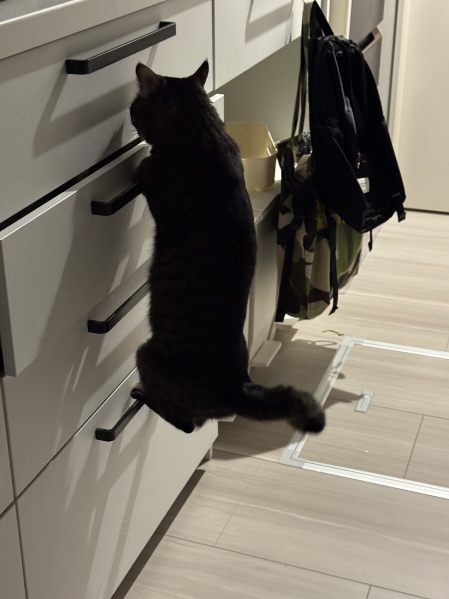 고양이의 식탐을 막아주지!_1.jpg