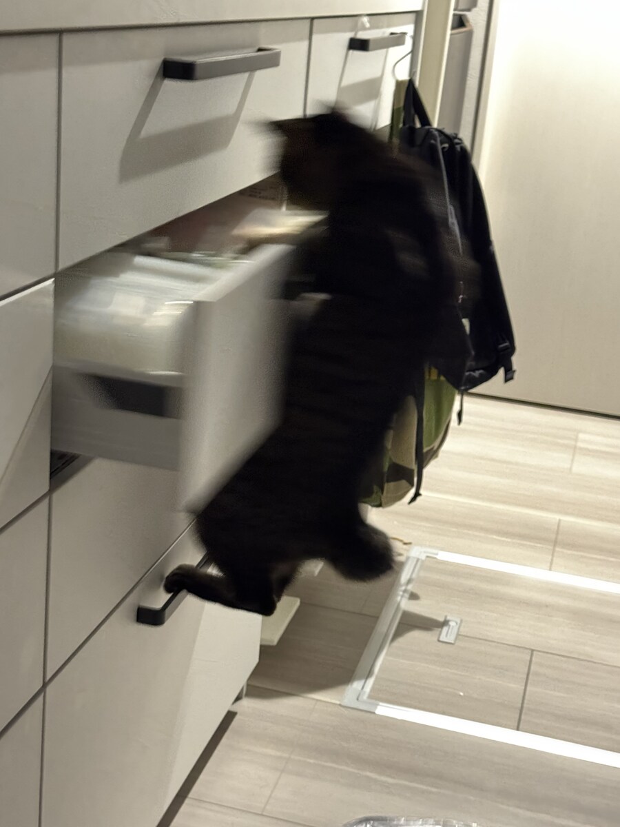 고양이의 식탐을 막아주지!_2.jpg