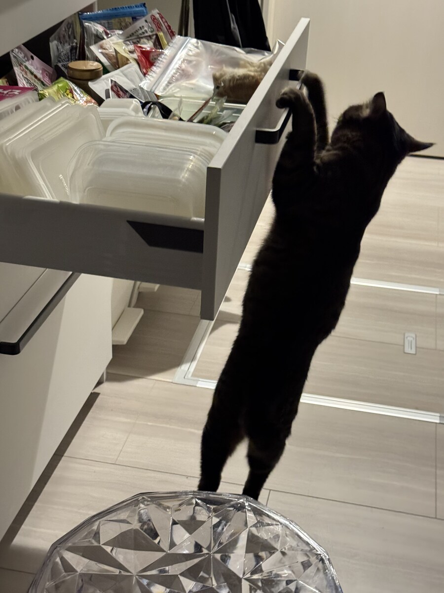 고양이의 식탐을 막아주지!_3.jpg