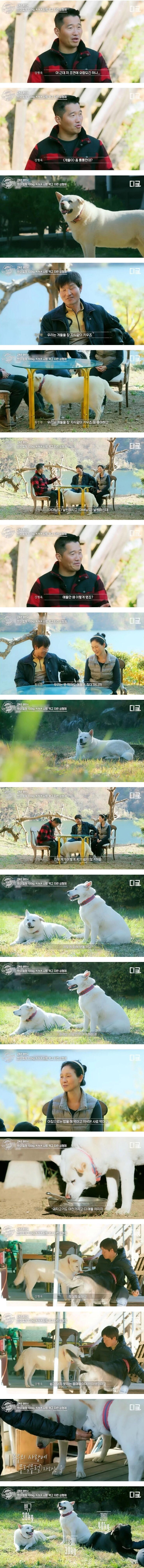 쉽게 보기 힘들다는 살찐 진돗개.jpg_1.jpg