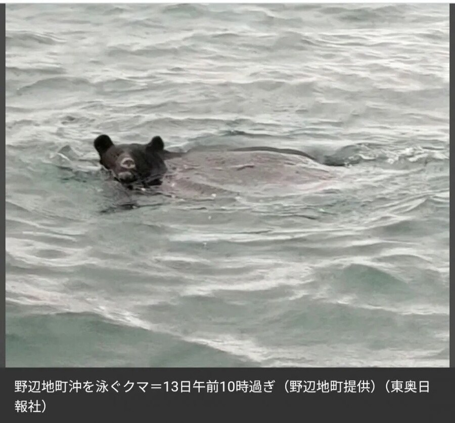 바다에서도 발견된 일본 곰_1.jpg