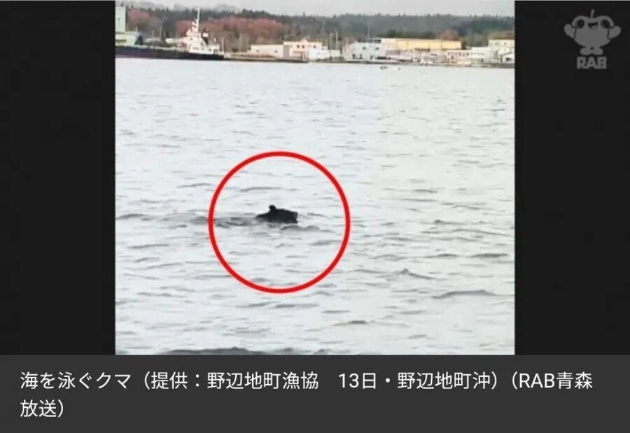 바다에서도 발견된 일본 곰_2.jpg