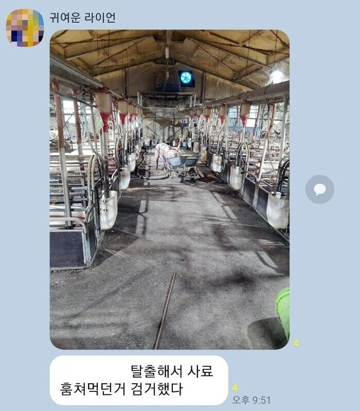 밤에 몰래 먹고있는 돼지 있음?_1.jpg