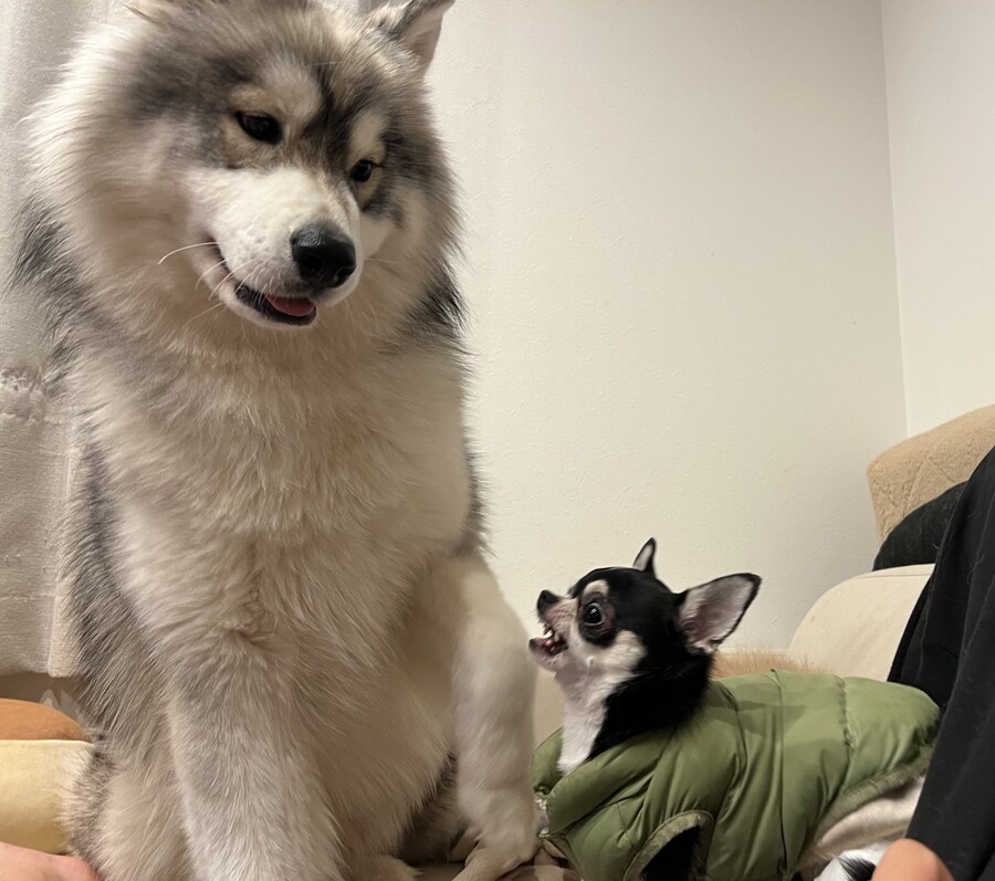 덩치만 큰 쫄보.jpg_1.jpg