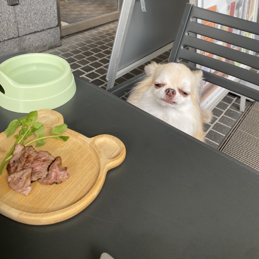 고기를 앞에 둔 강아지.jpg_1.jpg