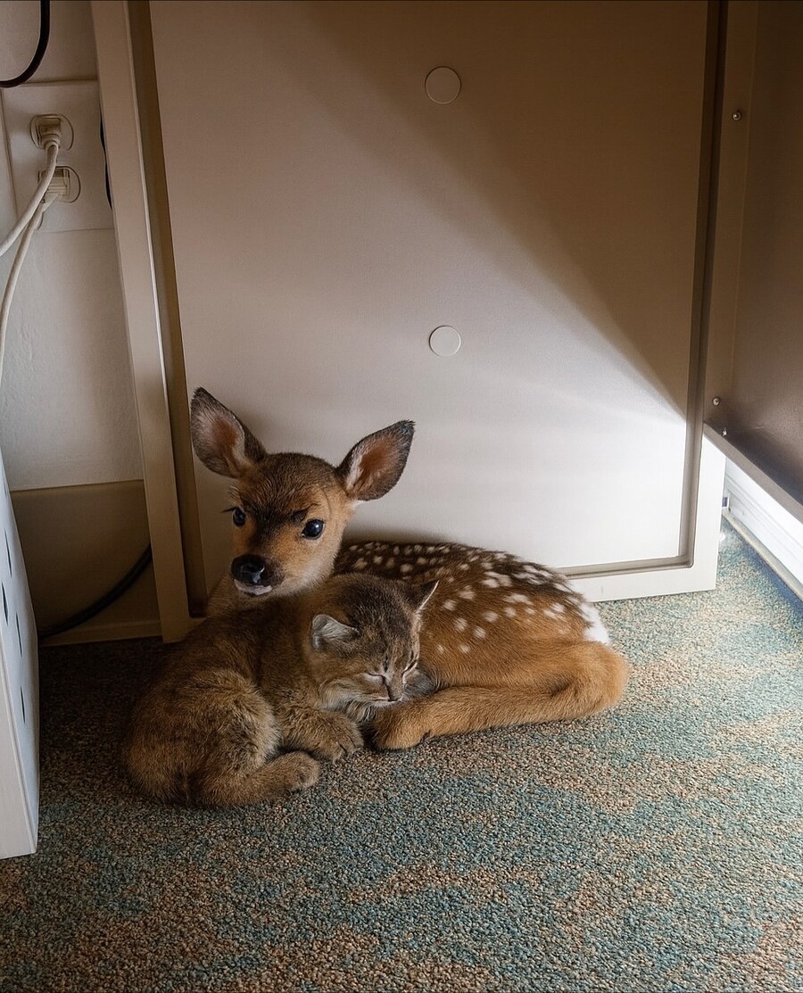 화재에서 구조된 새끼 사슴과 고양이..._2.jpg