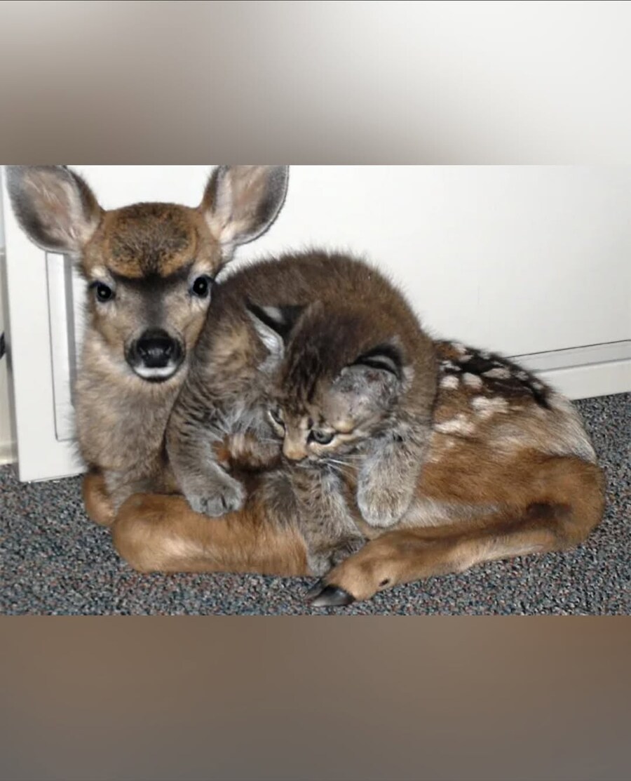 화재에서 구조된 새끼 사슴과 고양이..._3.jpg