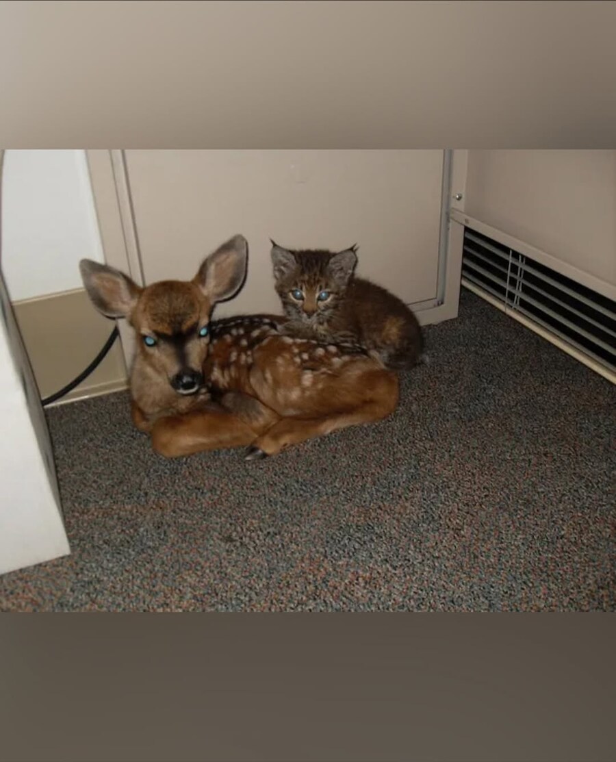 화재에서 구조된 새끼 사슴과 고양이..._4.jpg