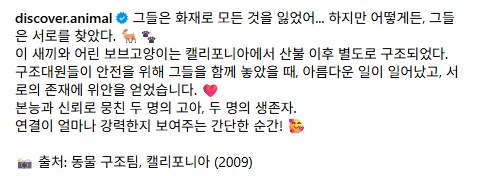 화재에서 구조된 새끼 사슴과 고양이..._6.png