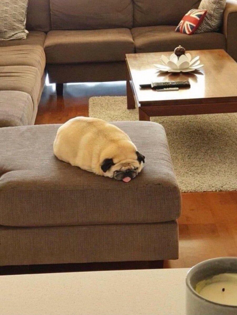 애벌레가 된 퍼그.jpg_1.jpg