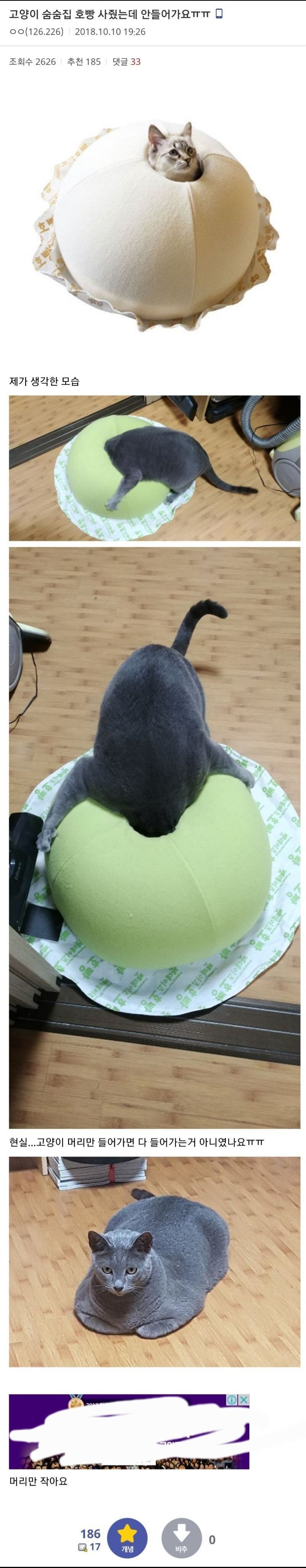 ? : 숨숨집 사줬는데 고양이가 안 들어가요_1.jpg