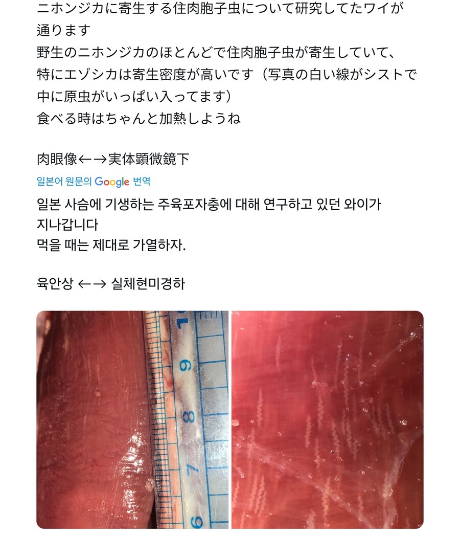 야생동물 고기가 이상하게 마블링이 좋으면 의심해야 하는 이유_1.jpg