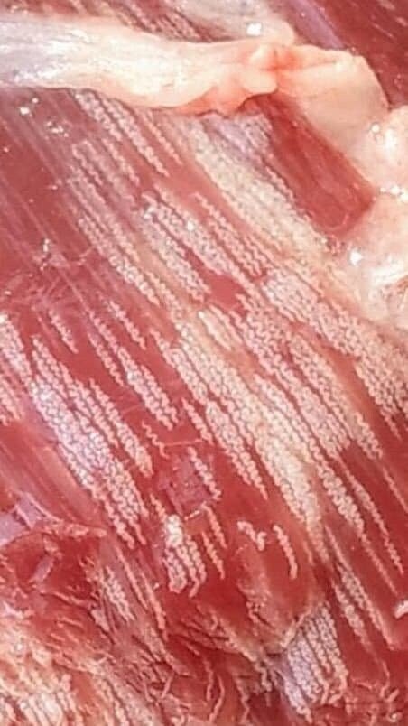 야생동물 고기가 이상하게 마블링이 좋으면 의심해야 하는 이유_3.jpg