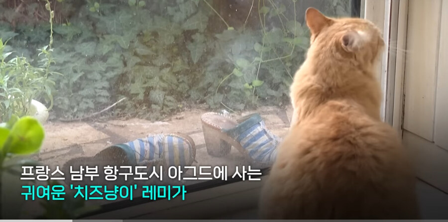 프랑스에서 ‘외출냥이’ 현주소_1.jpg