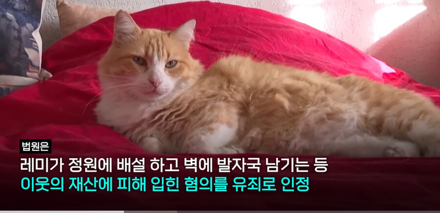 프랑스에서 ‘외출냥이’ 현주소_5.jpg