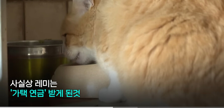 프랑스에서 ‘외출냥이’ 현주소_7.jpg