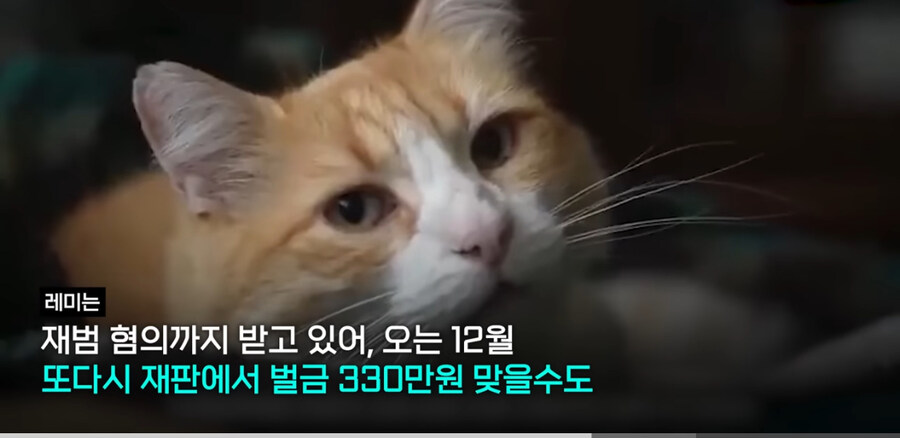 프랑스에서 ‘외출냥이’ 현주소_11.jpg