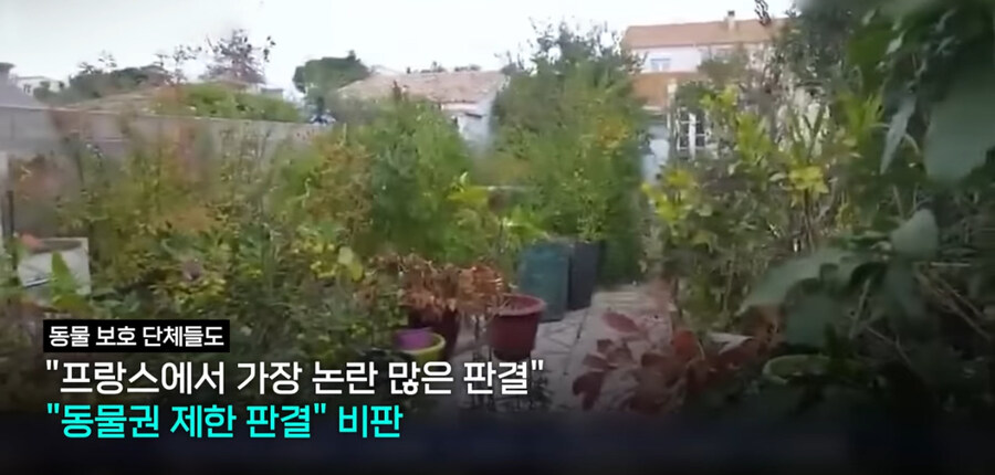 프랑스에서 ‘외출냥이’ 현주소_12.jpg