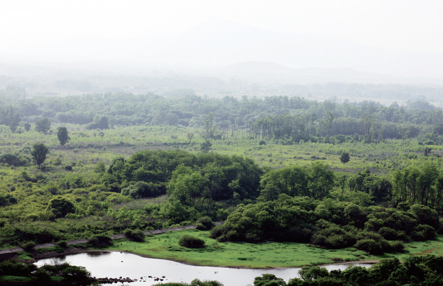 DMZ 숲의 느낌이 유독 이상한 이유_3.jpg