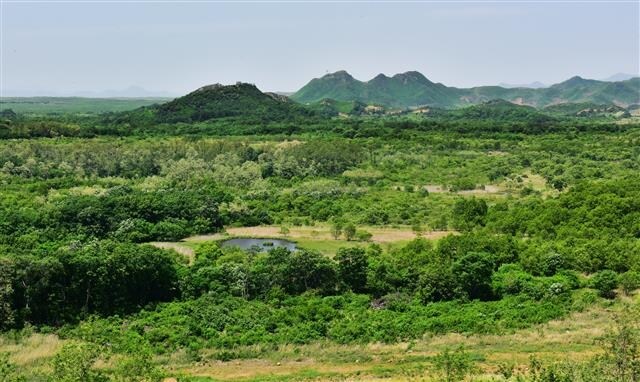 DMZ 숲의 느낌이 유독 이상한 이유_1.jpg