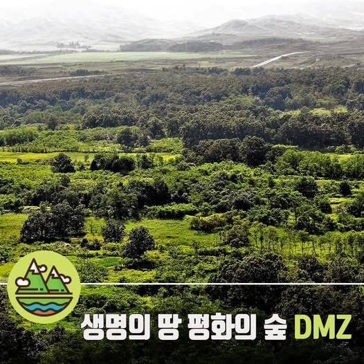 DMZ 숲의 느낌이 유독 이상한 이유_2.jpg