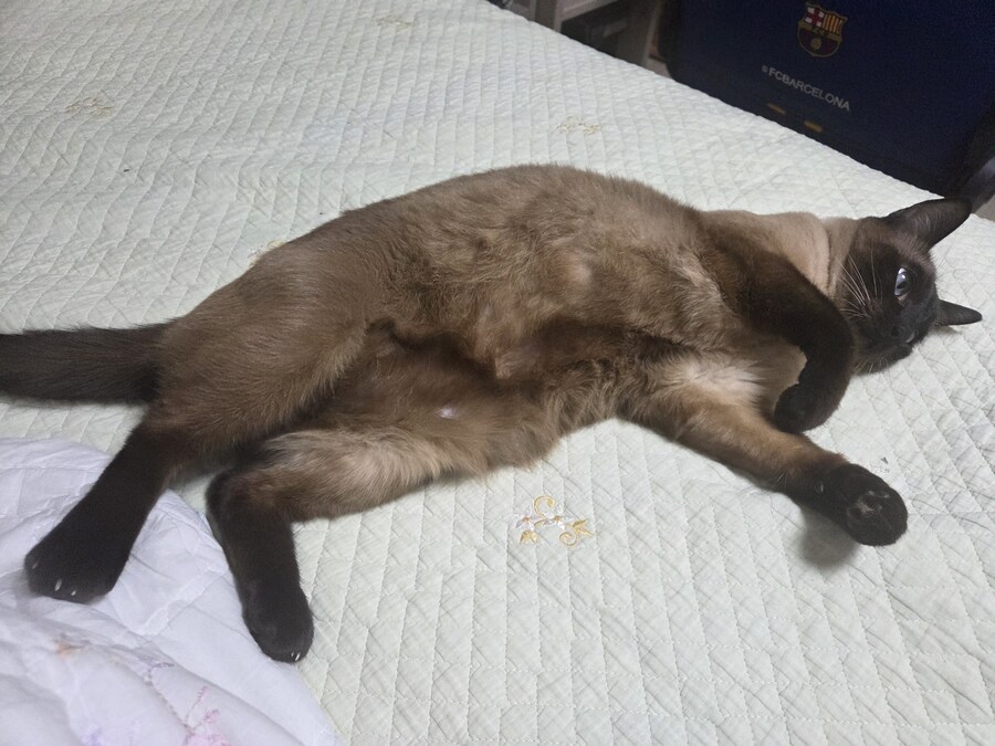 침대에 누워있는 고양이가 귀여워서 자랑함_1.jpg