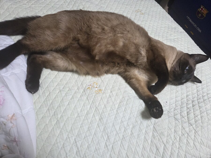 침대에 누워있는 고양이가 귀여워서 자랑함_2.jpg