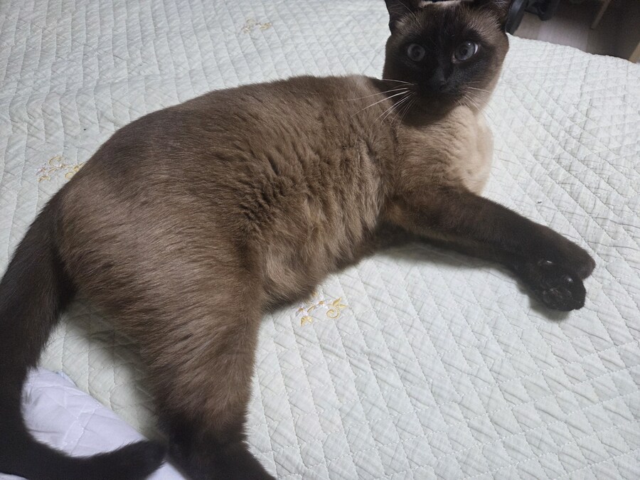 침대에 누워있는 고양이가 귀여워서 자랑함_3.jpg