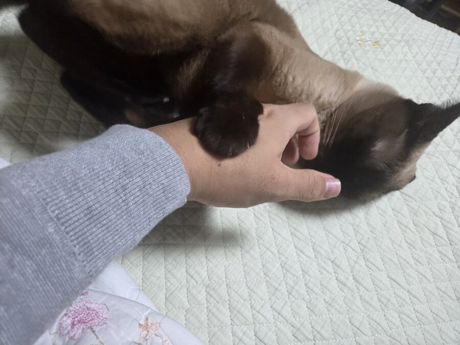 침대에 누워있는 고양이가 귀여워서 자랑함_5.jpg