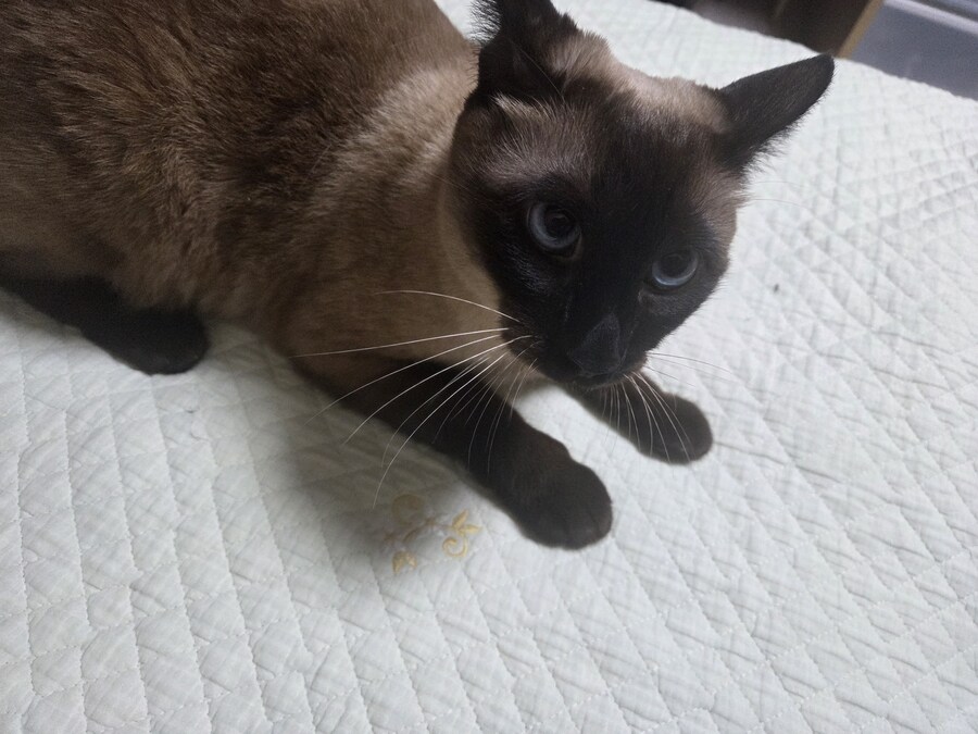 침대에 누워있는 고양이가 귀여워서 자랑함_6.jpg