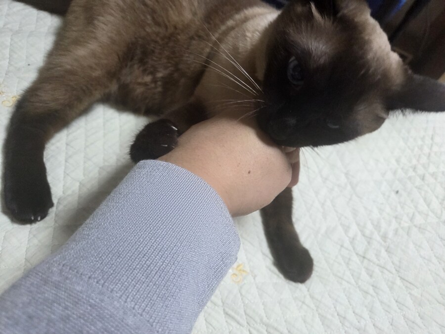 침대에 누워있는 고양이가 귀여워서 자랑함_7.jpg