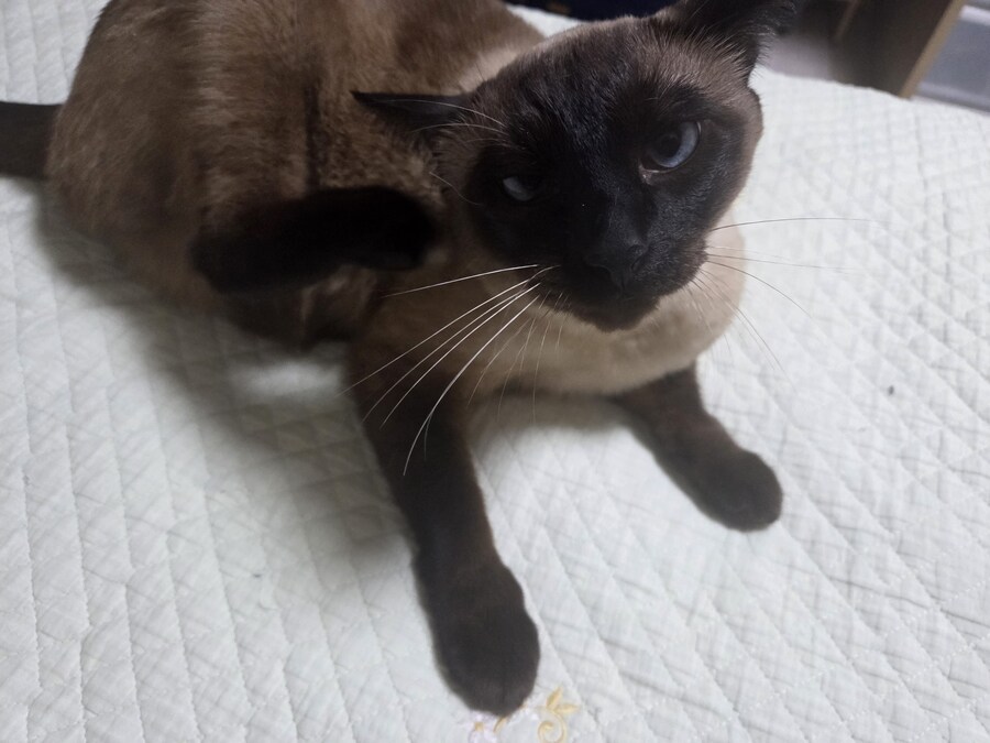 침대에 누워있는 고양이가 귀여워서 자랑함_8.jpg