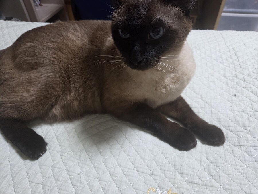 침대에 누워있는 고양이가 귀여워서 자랑함_9.jpg