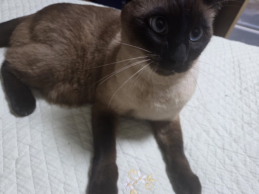 침대에 누워있는 고양이가 귀여워서 자랑함_10.jpg