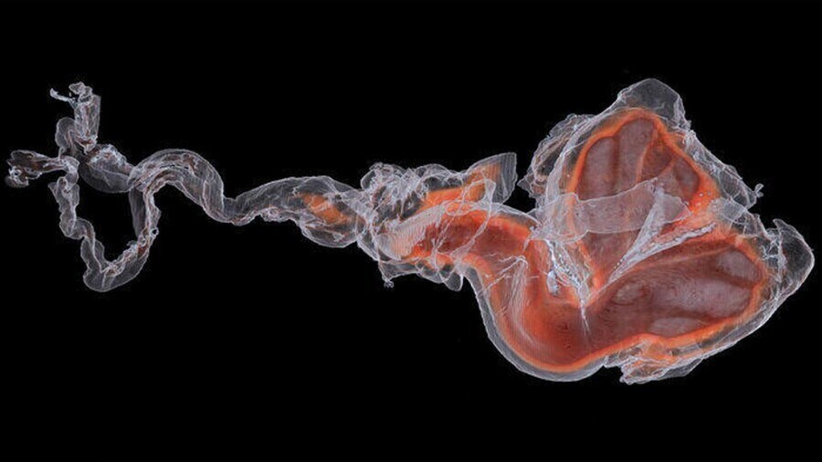 돌고래 보지 단면도_1.jpg