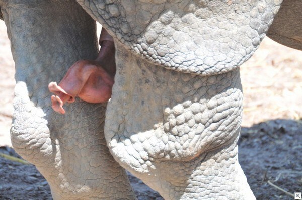 꽃을 달고 사는 코뿔소_1.jpg