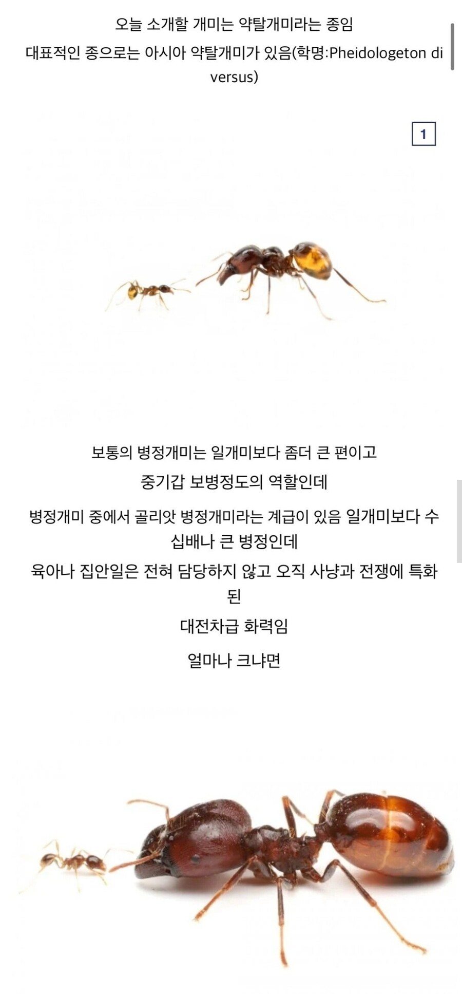 약혐)?개미계의 전략병기_1.jpg