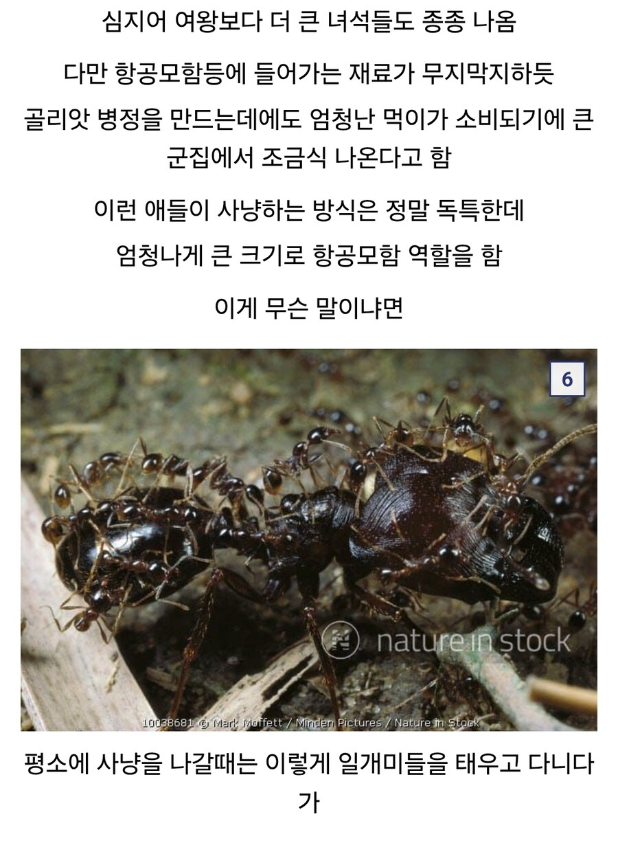 약혐)?개미계의 전략병기_2.jpg
