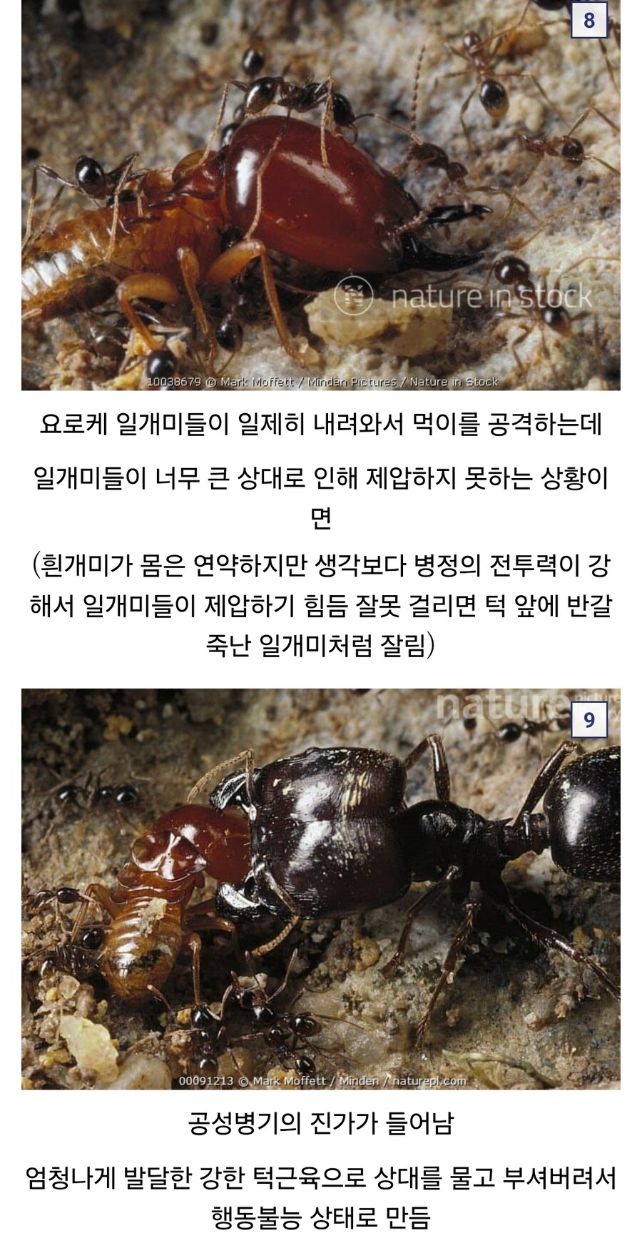 약혐)?개미계의 전략병기_3.jpg