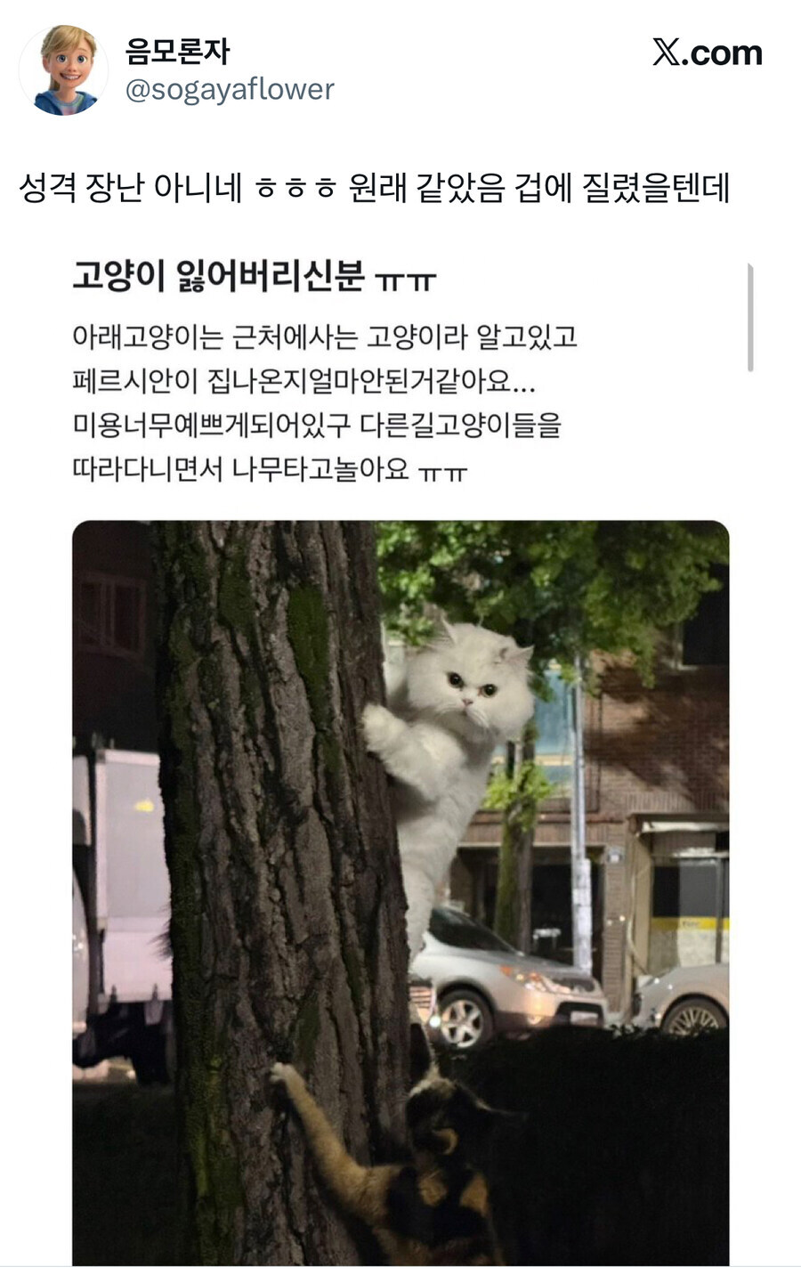 고양이 잃어버리신 분?_1.jpg