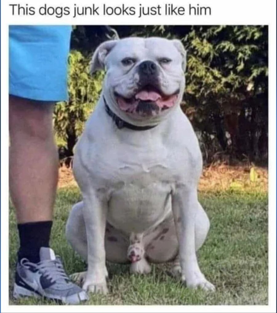 얼굴이 2개인 개.jpg_1.jpg