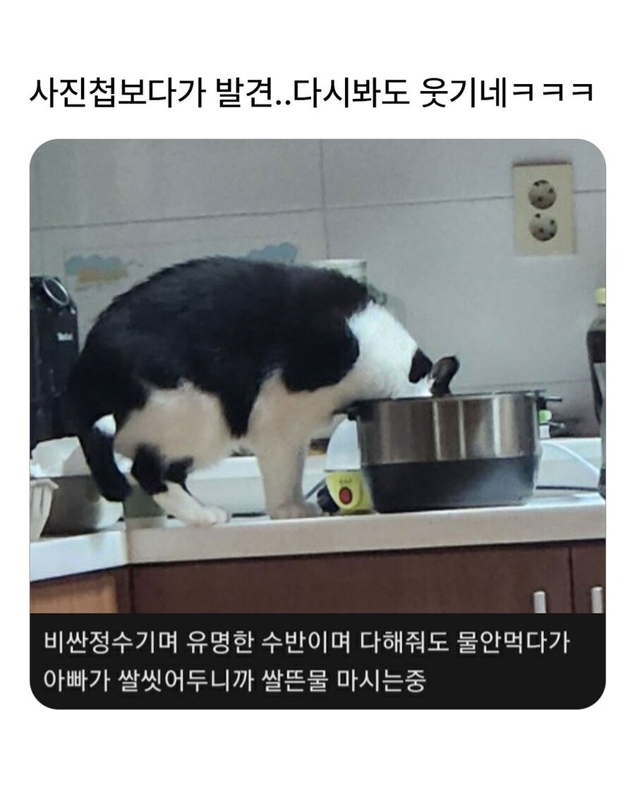 절대 너희가 원하는대로 해주지 않는 고양이 짤_1.jpg