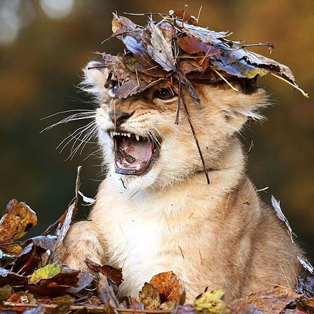 아기 고양이의 가을.jpg_6.jpg